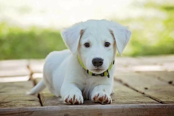 Bark Busters - Basingstoke & Fleet