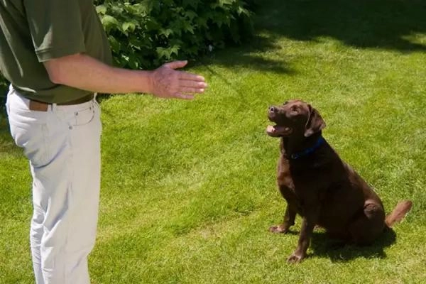 Bark Busters - Basingstoke & Fleet