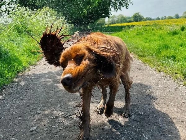 Paw Wash