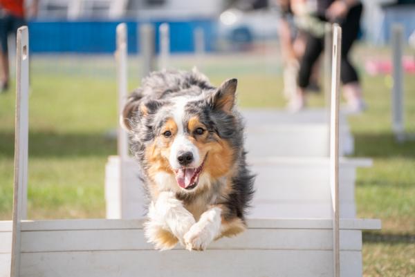 Paws in the Park Sussex Show