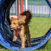 Paws in the Park Sussex Show