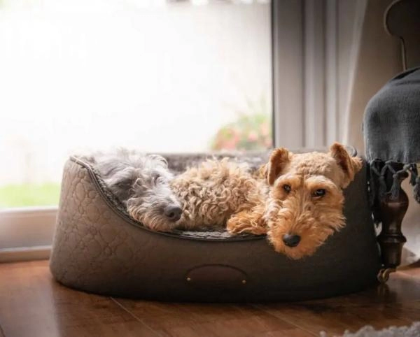 We Love Pets - Camberley