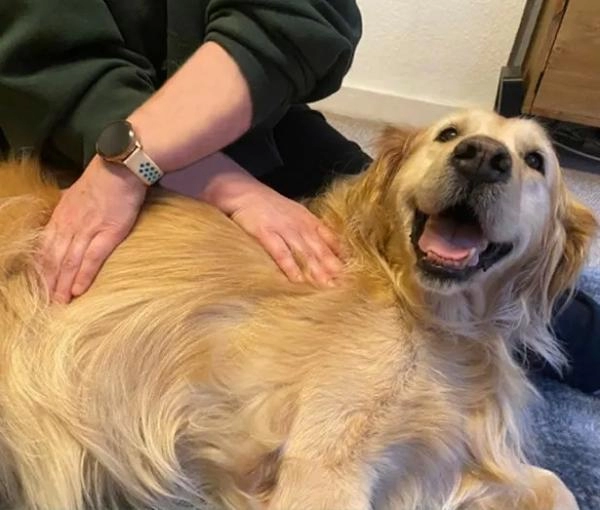 KOA Clinical Canine Massage