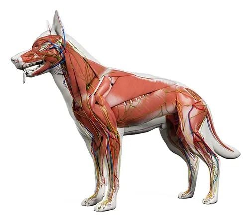 KOA Clinical Canine Massage