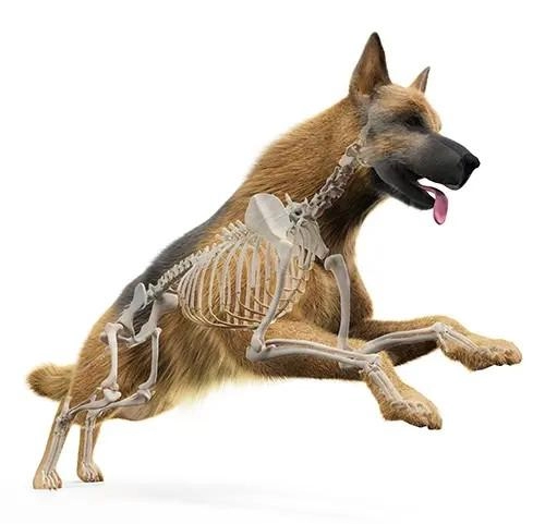 KOA Clinical Canine Massage
