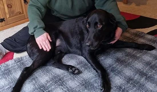 KOA Clinical Canine Massage