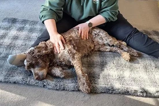 KOA Clinical Canine Massage