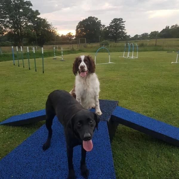 K9interaction