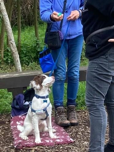 Wellbeing Dogs