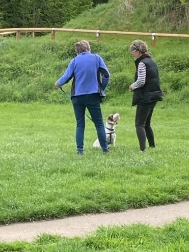 Wellbeing Dogs