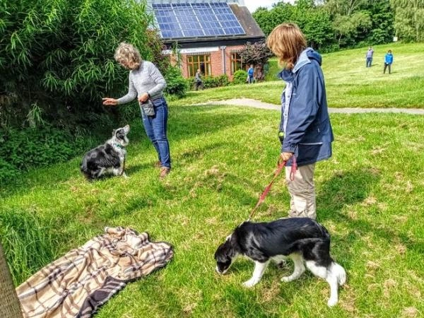 Wellbeing Dogs