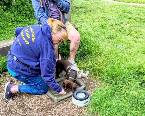 Wellbeing Dogs
