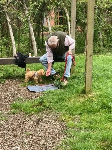 Wellbeing Dogs