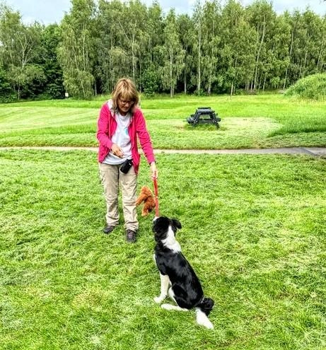 Wellbeing Dogs