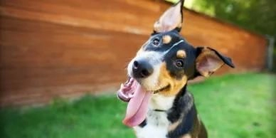 Charles Gray Dog Training