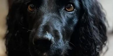 Charles Gray Dog Training