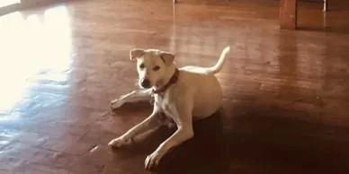 Charles Gray Dog Training