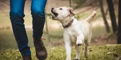 Charles Gray Dog Training