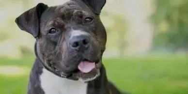 Charles Gray Dog Training