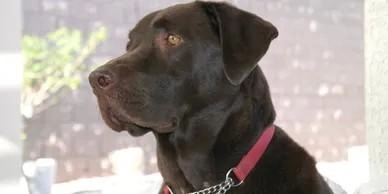 Charles Gray Dog Training