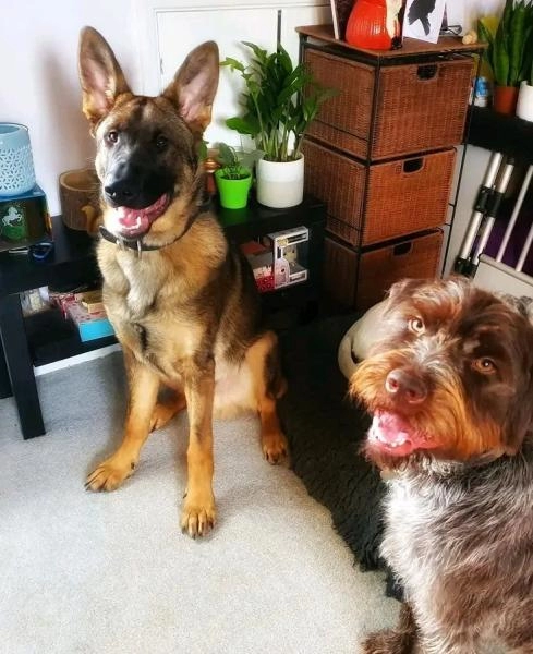 Buckinghamshire Dog Training