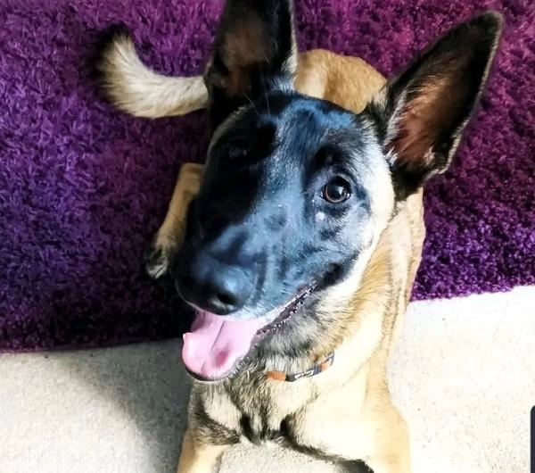 Buckinghamshire Dog Training