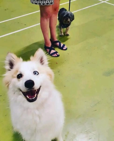 Buckinghamshire Dog Training
