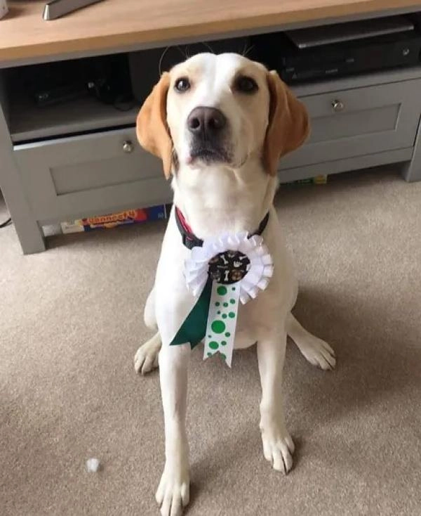 Paws-On Training