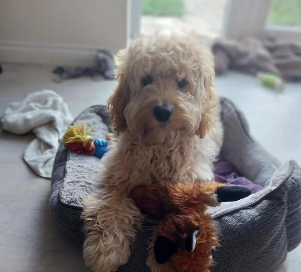 Paws-On Training