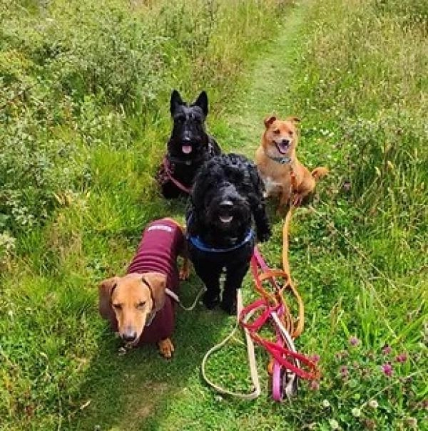 Scallywagz Pet Services