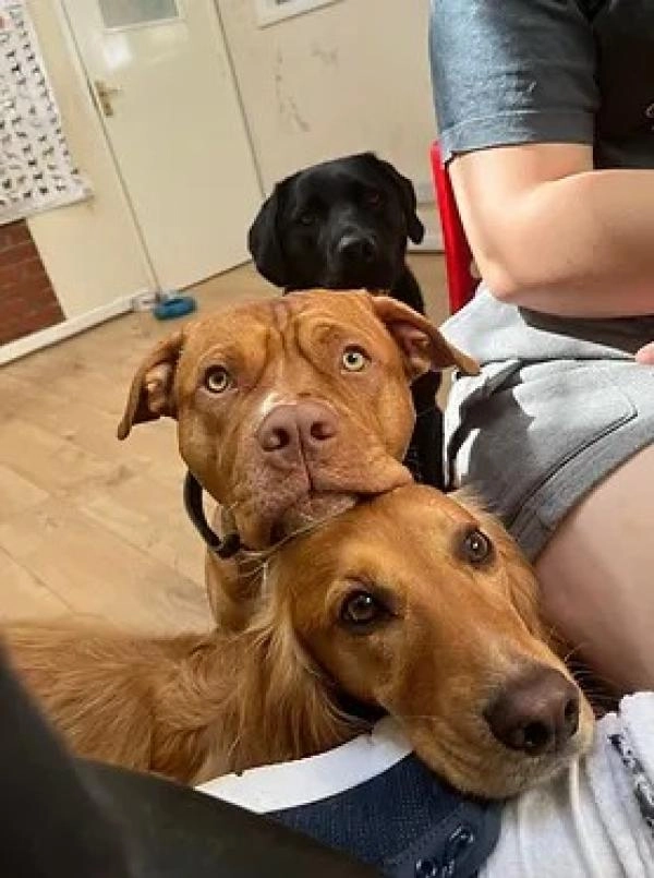 WagTails Daycare