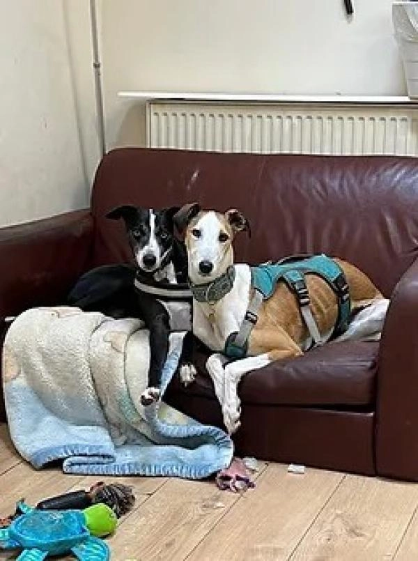 WagTails Daycare