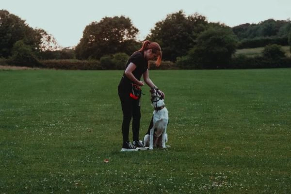 KSK9 Dog Training