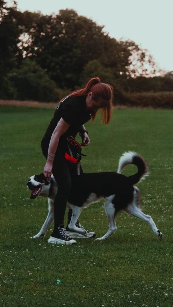 KSK9 Dog Training