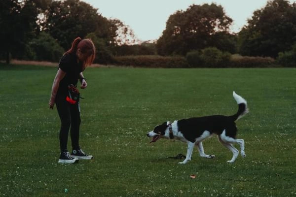 KSK9 Dog Training
