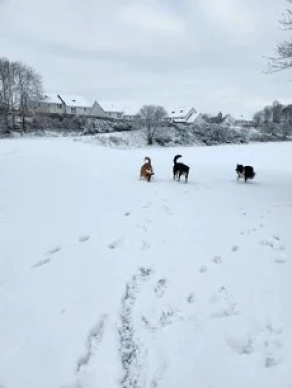 Pawsitive-Paws