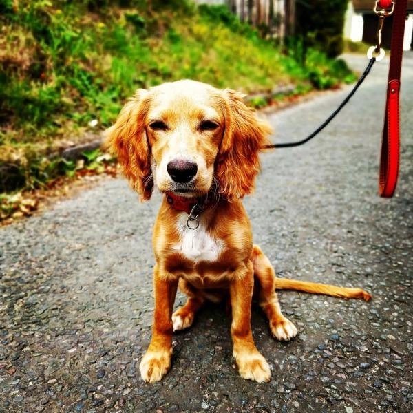 M P Dog Training