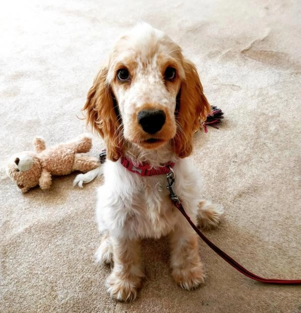 M P Dog Training