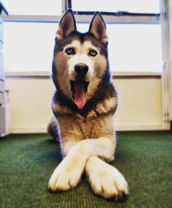 M P Dog Training