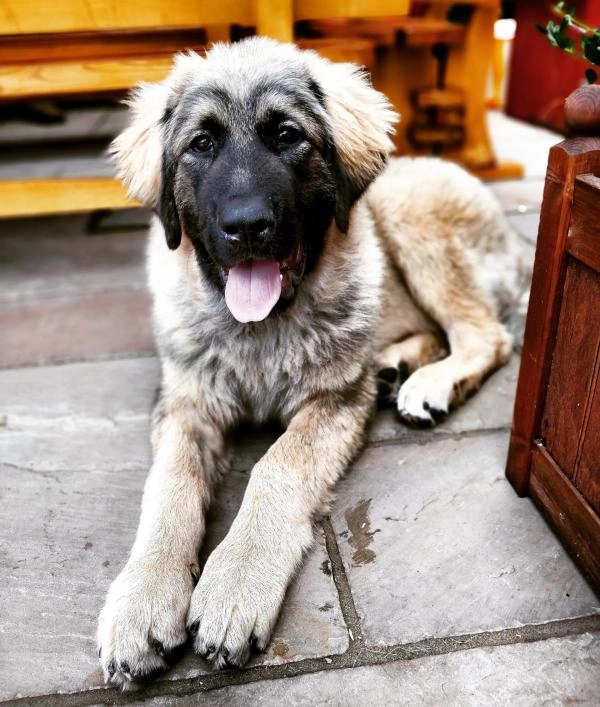 M P Dog Training