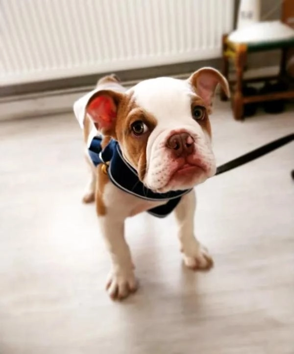 M P Dog Training