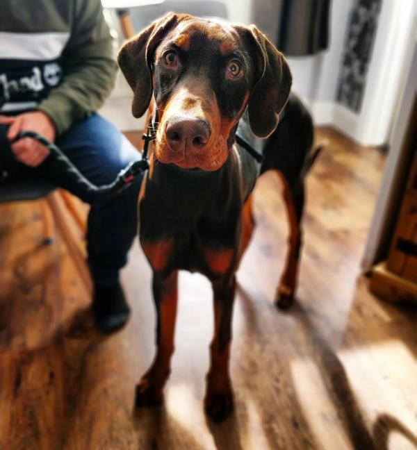 M P Dog Training