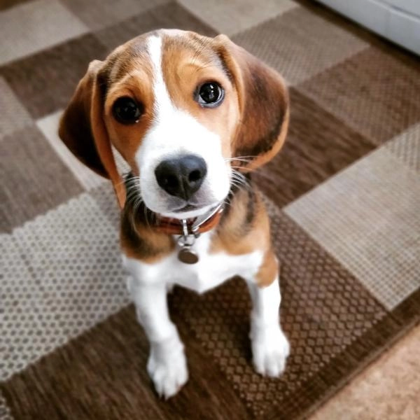 M P Dog Training
