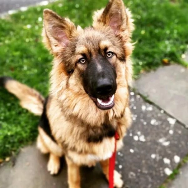 M P Dog Training