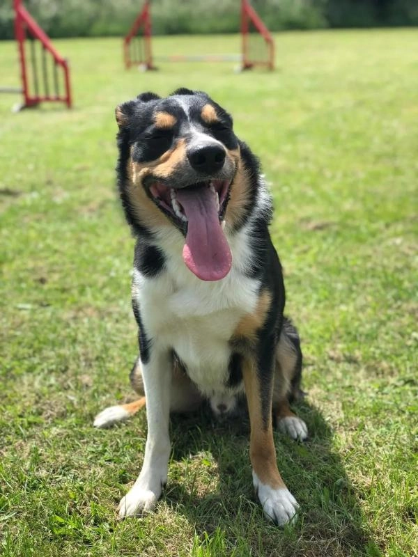 Cotswold Dog Training