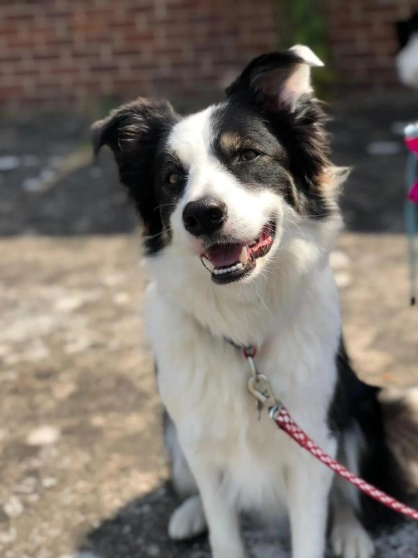 Cotswold Dog Training