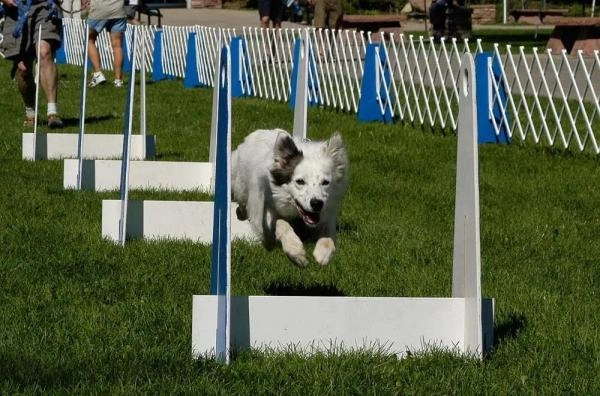 Cotswold Dog Training