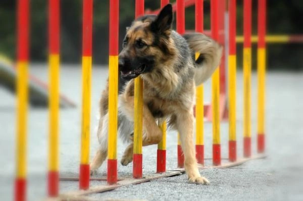 Cotswold Dog Training