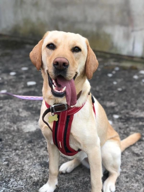 Cotswold Dog Training