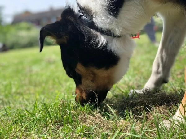 Cotswold Dog Training